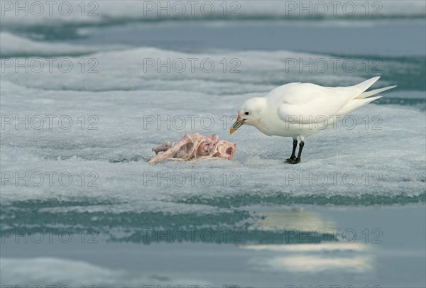 Ivory Gull