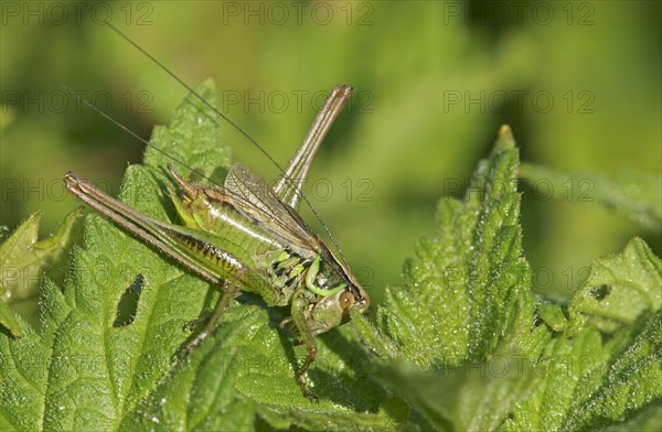 Roesel's bite-cricket