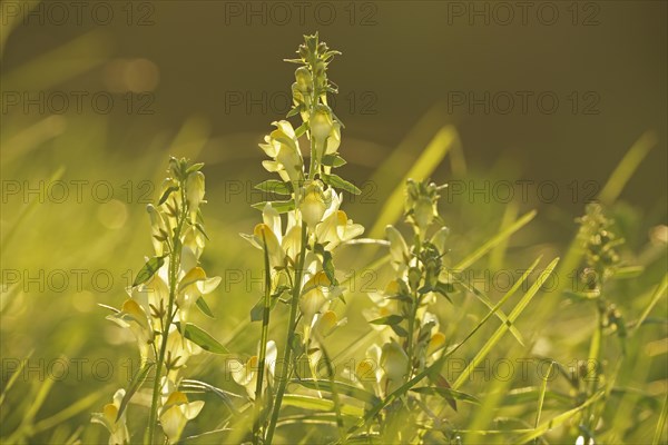 True toadflax