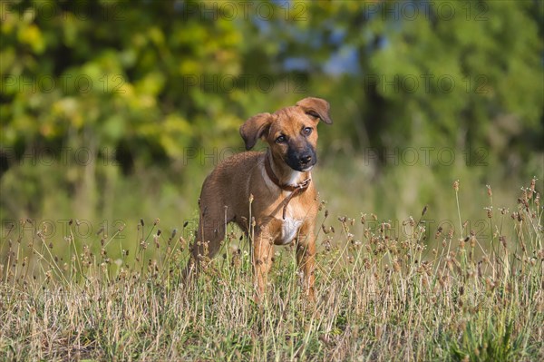 A cute brown mixed-breed dog