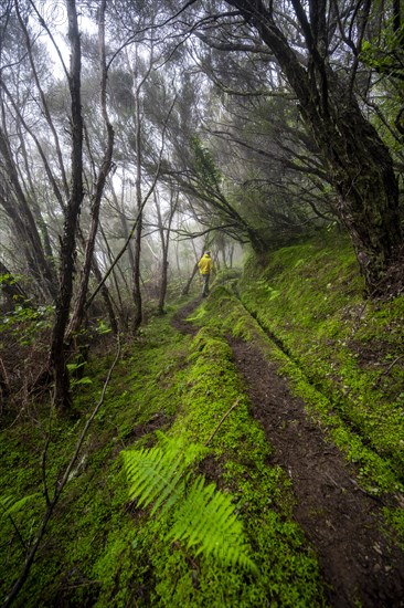 Hiker in the forest in fog