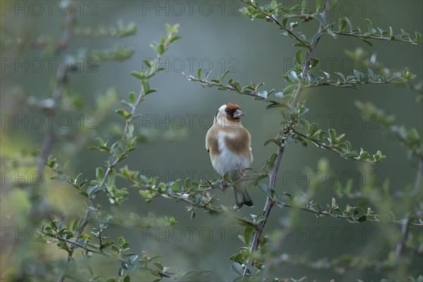 European goldfinch