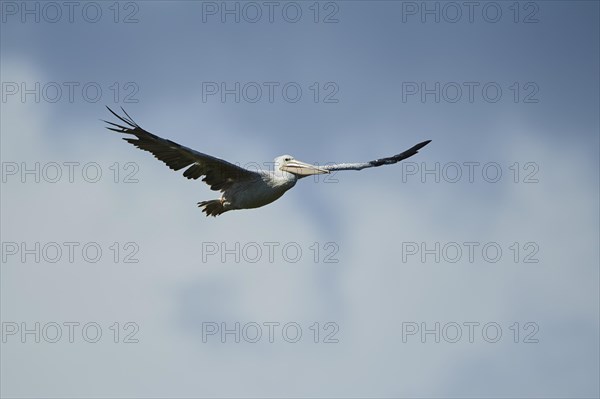 Great white pelican