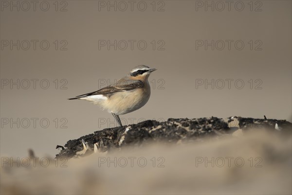 Northern Wheatear