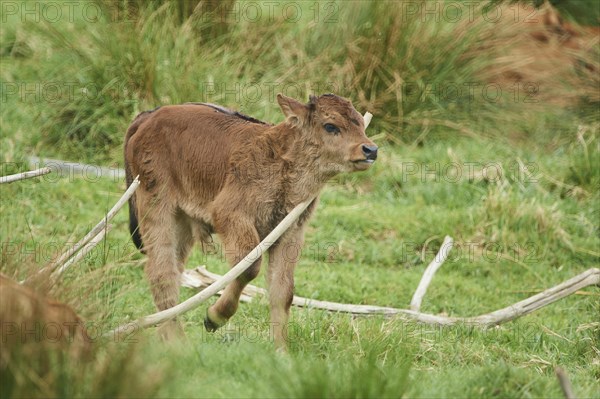 Aurochs