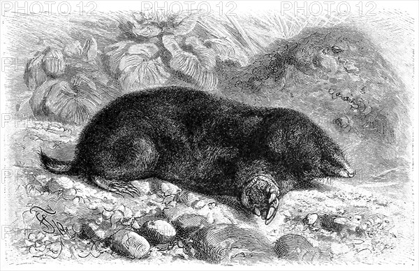 European mole