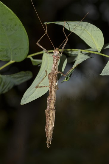 Ghost insect