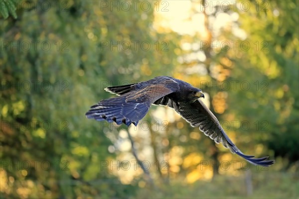 Harris's hawk