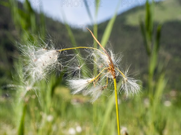 Cotton grass