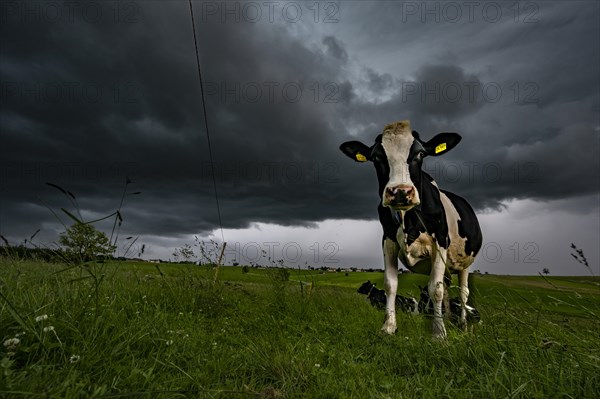 Black coloured domestic cattle