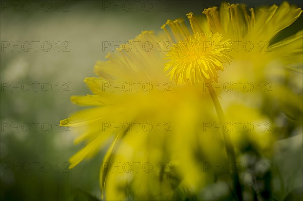 Dandelion