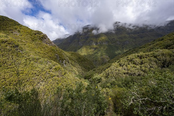 Cloudy forested mountains