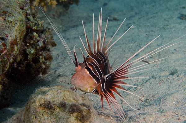 Portrait of radial firefish