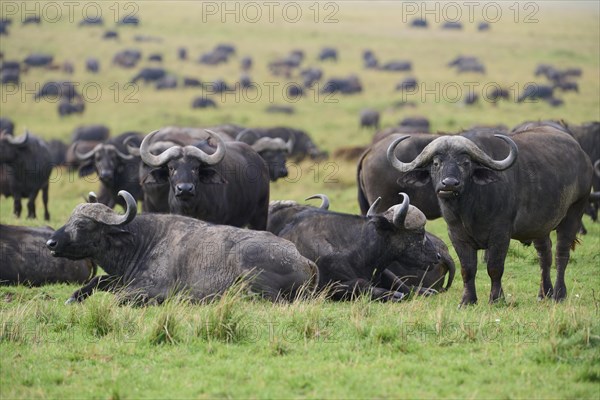 African buffalo