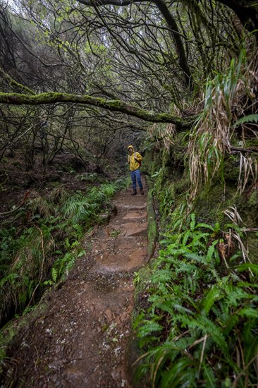 Hiker in dense forest