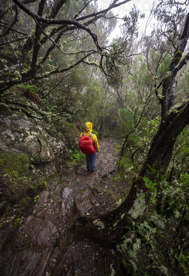 Hiker in dense forest