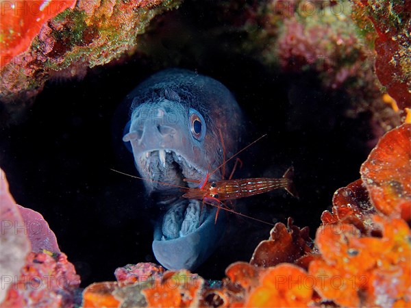 A monaco cleaner shrimp