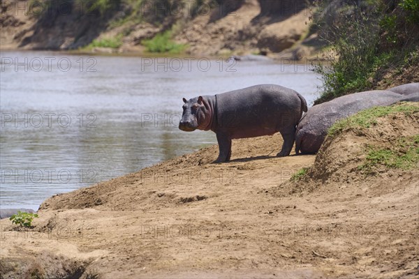 Hippos