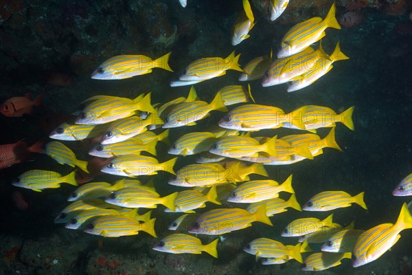 Group of bluestripe snapper