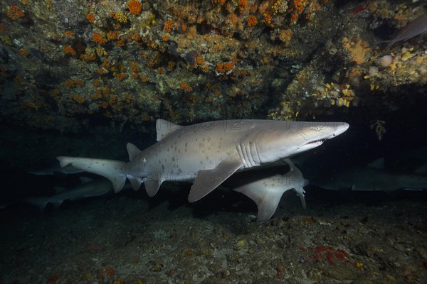 Sand tiger shark