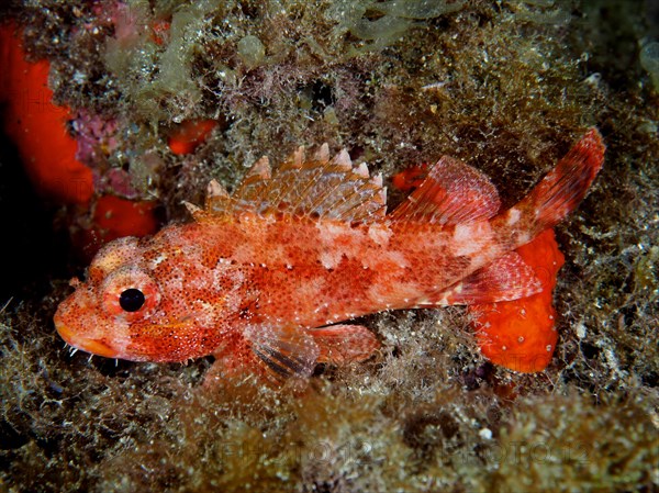 Madeira rockfish