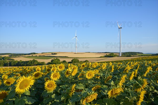 Sunflower field an wind turbines in the morning