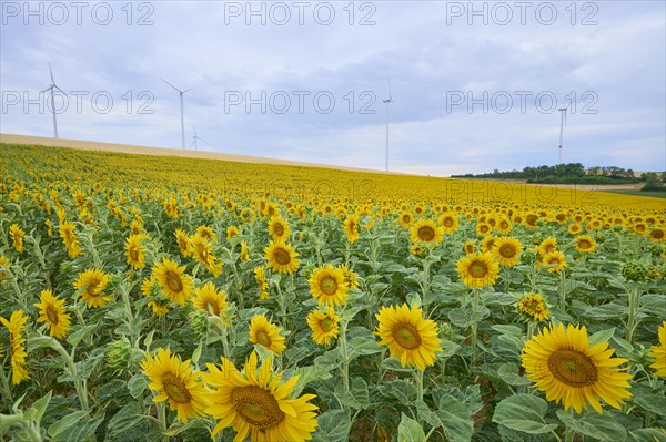 Blooming sunflower field withwind turbines in summer