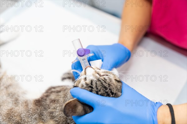 Veterinary clinic with a cat