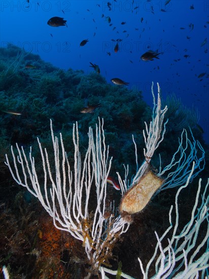 White gorgonian