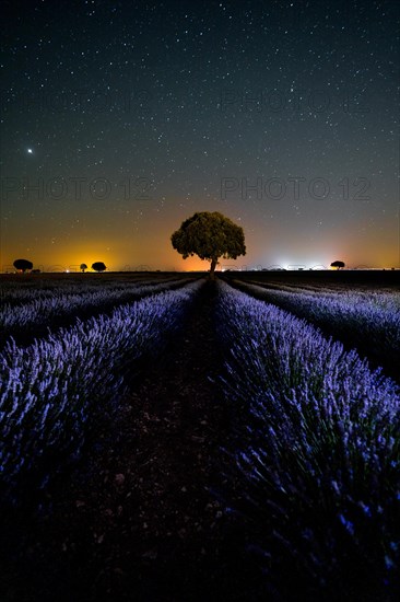 Milky way in a star sky in a summer lavender field