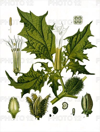 Medicinal plant