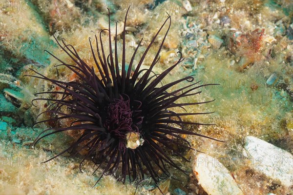 Black coloured tube anemone