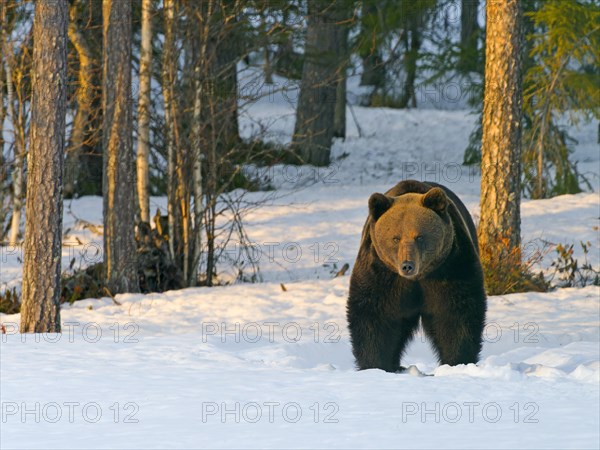 European brown bear