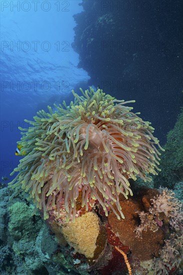 Magnificent sea anemone