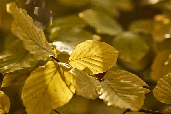 Autumnally discoloured leaves of an European hornbeam