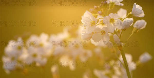 Cuckoo flower