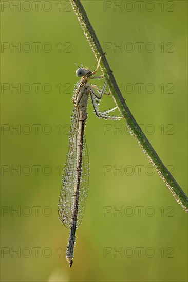 White-legged damselfly