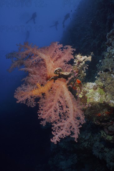 Hemprich's tree coral