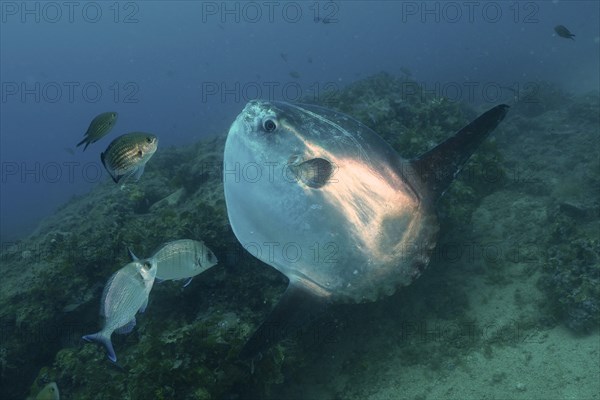 Ocean sunfish