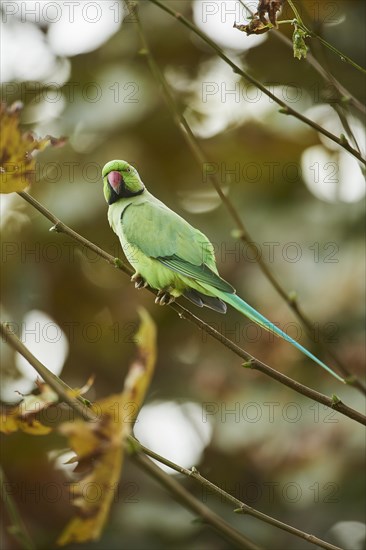 Monk parakeet