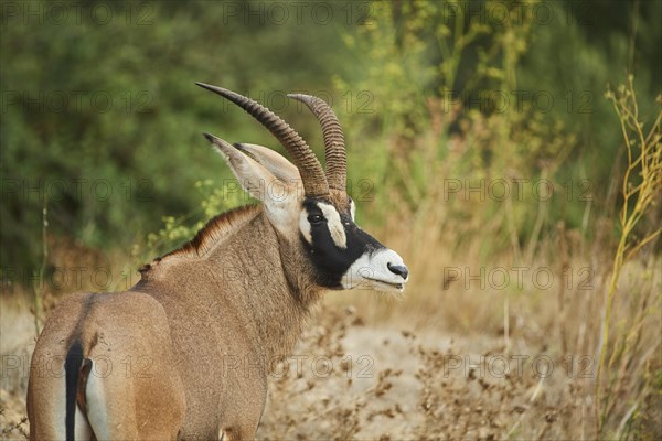 Sable antelope