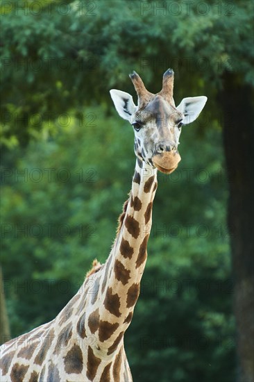 Reticulated giraffe