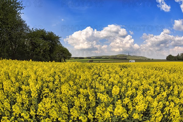 Rape field in bloom