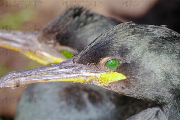 Head and eyes of a crow cormorant