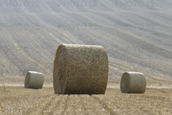 Grain field