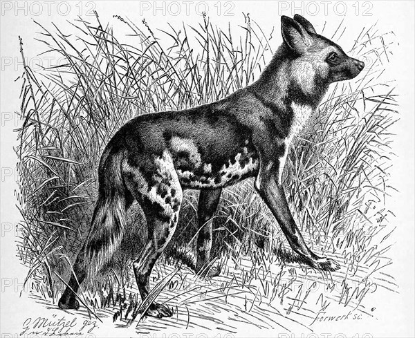 African wild dog