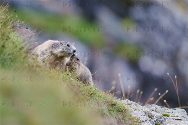 Alpine marmot