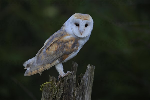 Common barn owl