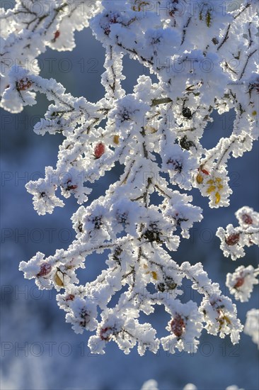 Rosehips