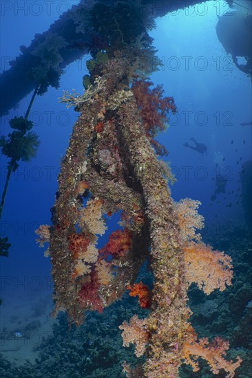 Red tree corals